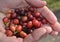 Freshly harvested coffee beans in hand on a plantation in Costa Rica