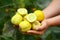 Freshly harvested Cucumber crystal lemon fruits in farmer`s hands from summer kitchen garden