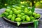 freshly harvested finger limes on a leafy background