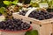 Freshly harvested forest blackberries