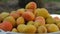 Freshly harvested fresh ripe apricots are sweet fruits gathered together waiting to be eaten