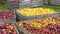 Freshly harvested golden delicious and red apples in bins ready to be processed