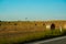 The freshly harvested grain field. Field of freshly bales of hay with beautiful sunset