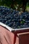 Freshly harvested grapes for wine productio