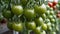 Freshly harvested green tomatoes ready for market