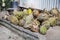 Freshly harvested organic durian at durian plantation before sorting
