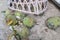 Freshly harvested organic durian at durian plantation before sorting