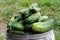 Freshly harvested pickling cucumbers on top of metal bucket in a garden.