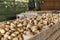 Freshly harvested potatoes and cabbages