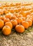 Freshly harvested pumpkins