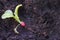 Freshly harvested radish on dark brown soil in the vegetable gar