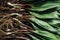 Freshly Harvested Ramps Wild Leaks on a wood cutting board.