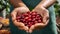 Freshly harvested red coffee cherries for roasting coffee