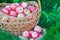 Freshly harvested ripe apples in big and small wicker baskets on the green grass in the garden. Closeup