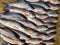 freshly harvested rohu carp fish beautifully arranged for sale in indian fish market