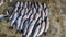 freshly harvested rohu carp fish beautifully arranged for sale in indian fish market