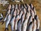 freshly harvested rohu carp fish beautifully arranged for sale in indian fish market