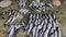 freshly harvested rohu carp fish beautifully arranged for sale in indian fish market