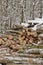 Freshly Harvested Timber from a Logging Operation Piled by the Forest in Winter