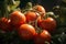 Freshly harvested tomatoes in the garden. Generative Ai image
