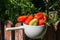 Freshly harvested tomatoes in white pot