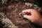 Freshly harvested truffles