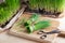 Freshly harvested wheatgrass on a wooden cutting board