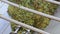 Freshly harvested white grape in corkscrew crusher destemmer, winemaking process