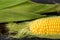 Freshly harvested yellow sweet corn close up