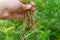 Freshly harvested young small carrots in hand on grass background