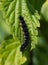 Freshly hatched caterpillars of the peacock butterfly eating stinging nettle leaves, also called Aglais io or Pfauenauge