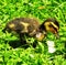 Freshly Hatched Duckling