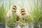 freshly hatched ducklings with grass backdrop