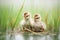 freshly hatched ducklings with grass backdrop