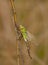 Freshly hatched emperor dragonfly, Czech Republic