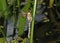 Freshly hatched Southern Hawker