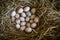 Freshly laid duck eggs on straw nest.