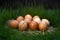 freshly laid eggs on natural grass background