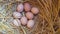 Freshly laid free range light brown hens eggs nestled in a bed of straw, close up video