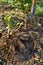 Freshly lifted dahlia plant tubers. Digging up dahlia tubers.