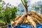 Freshly lifted dahlia plant tubers. Digging up dahlia tubers, cleaning and preparing them for winter storage.