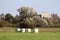 Freshly made large hay bales wrapped in nylon protection for preservation left at local field on uncut grass in front of dense