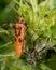 Freshly moulted bug Corizus hyoscyami bug next to exuvium