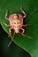 Freshly moulted stink bug, Pentatomidae, Satara, Maharashtra, India