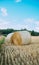 Freshly mowed field of wheat, on which lies straw rolled into large cylinders, on a sunny summer evening