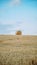 Freshly mowed field of wheat, on which lies straw rolled into large cylinders, on a sunny summer evening