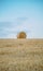 Freshly mowed field of wheat, on which lies straw rolled into large cylinders, on a sunny summer evening