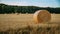 Freshly mowed field of wheat, on which lies straw rolled into large cylinders, on a sunny summer evening