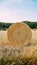 Freshly mowed field of wheat, on which lies straw rolled into large cylinders, on a sunny summer evening