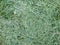 Freshly mown green grass texture background